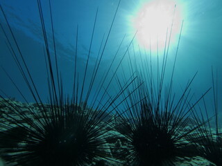 long spine sea urchin scenery with sun beams and rays underwater ocean scenery seaurchin