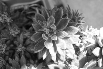 black and white flower