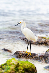 A beautiful white heron bird stands on the rocks on the Caribbean coast of the Dominican Republic.