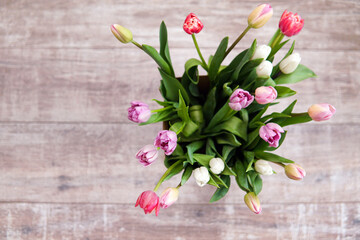 Pink white tulips in a bouquet. Gray background