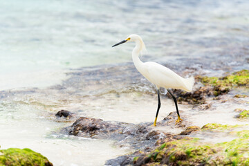 A beautiful white heron bird stands on the rocks on the Caribbean coast of the Dominican Republic.