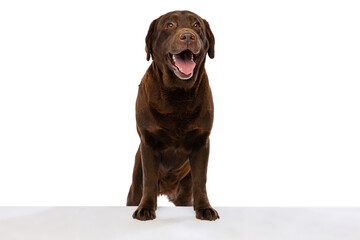 Studio shot of chocolate color labrador, purebred dog posing isolated on white background. Concept...