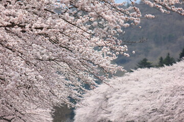 冨士霊園、春の景色。4月満開の桜で華やぐ公園墓地	
