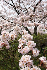 冨士霊園、春の景色。4月満開の桜で華やぐ公園墓地