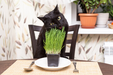 Black eating cat portrait with yellow eyes. Funny bombay cat eat oat grass in pot on kitchen table...