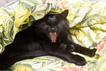 Black bombay cute funny yawing cat under the blanket at home