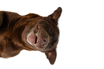 Top view of funny chocolate color labrador having fun isolated on white background. Concept of animal, pets, vet, friendship