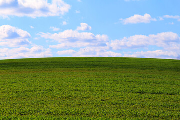 Fototapeta na wymiar green grass meadow pasture blue sky puffy clouds overcast shadows landscape