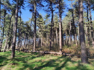 trees in the forest