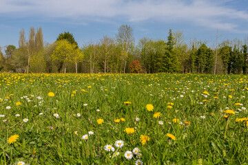 fleurs de printemps