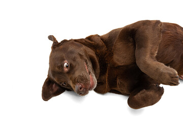 Top view of funny chocolate color labrador having fun isolated on white background. Concept of animal, pets, vet, friendship