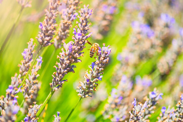 Bee sitting on purple lavender flowers. Selective focus