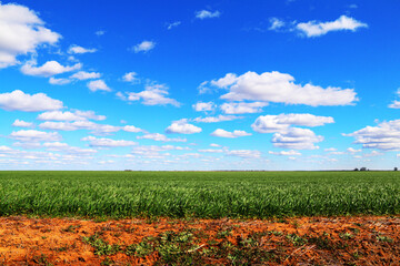Fototapeta na wymiar green farm field pasture grazing fields blue sky fresh air agriculture farming landscape