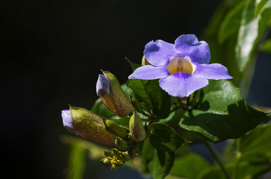 Selective focus on purple flowers of Thunbergia grandiflora with pistils like fairies. Bengal clockvine, Blue skyflower, skyflower and skyvine.