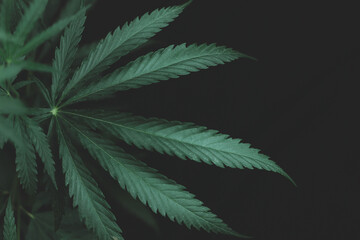 Large leaves of marijuana on a black background. Growing medical cannabis. Hemp CBD, cannabis cultivation, marijuana leaves, light leakage of color tones. - obrazy, fototapety, plakaty