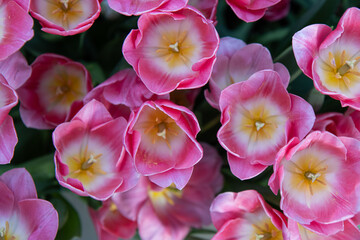 Fototapeta na wymiar pink tulip flowers as backgroundpink tulip flowers as background