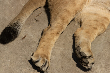 tail and paws of a lion on a light background