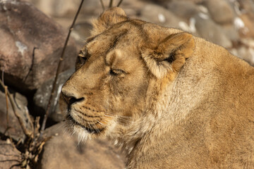 young lioness resting in nature