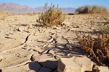 Cracked soil of the Arava desert - obrazy, fototapety, plakaty
