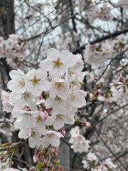 tree blossom