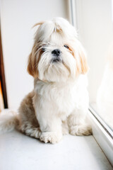 Sad shih tzu dog. Grooming. High quality photo