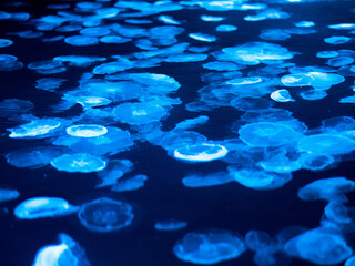 海月　クラゲ　Jellyfish