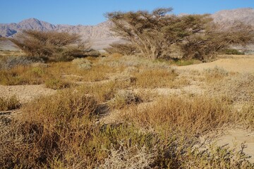 Arava desert in the South of Israel