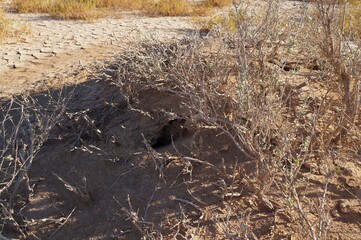 Animal hole in the ground in desert