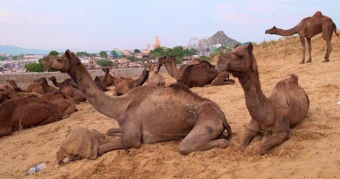 Camels trade Pushkar mela camel fair in field. Camels eating chewing at sunrise. Famous indian festival. Pushkar, Rajasthan, India