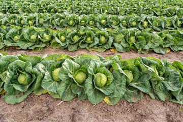 young cabbage grows in the farmer field