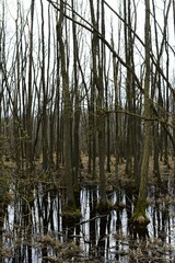 spring trees on the background of nature