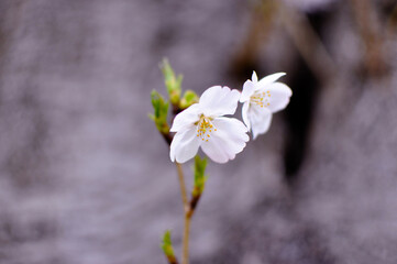 flowers in the garden