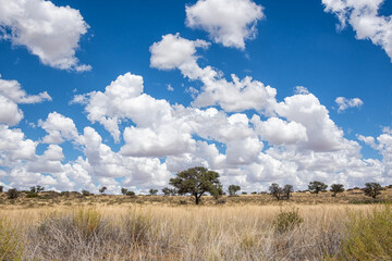 Kalahari Landscape