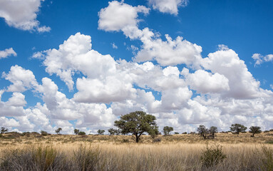 Kalahari Landscape