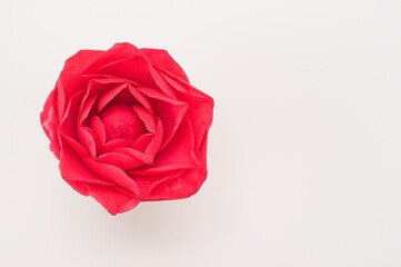 Red Camellia Japonica inflorescence isolated close up top view on a white surface with space for text