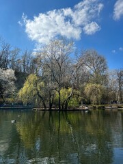 spring view of trees on the background of water in the park