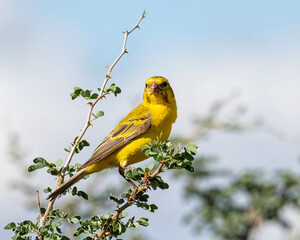 Yellow Canary