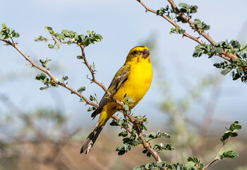 Yellow Canary