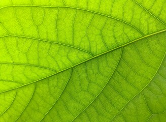 Plakat Natural background. Green leaf texture. Bright green walpaper