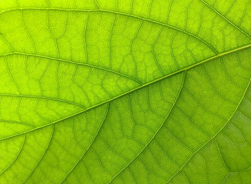 Natural background. Green leaf texture. Bright green walpaper
