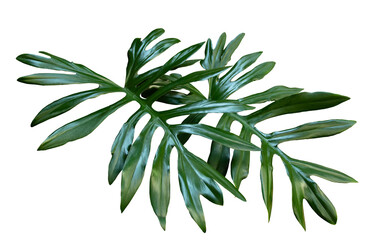 Green leaves of Monstera philodendron plant © niksriwattanakul