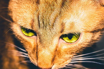 Orange cat with a meaninful stare