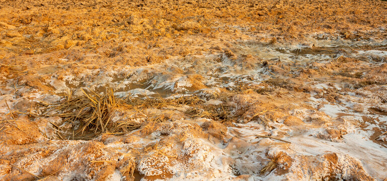 saline soil