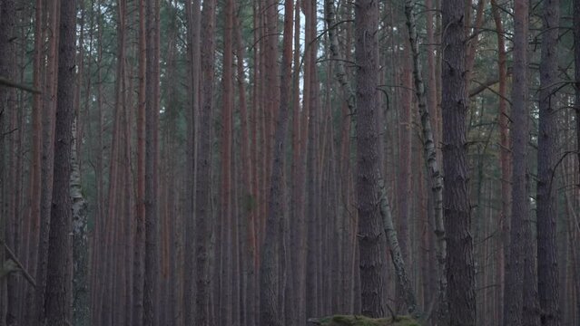 Pine trunk in a nice magic forest in germany