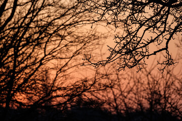 Branches and trees in the morning back lit
