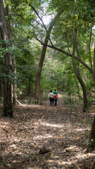 multiracial family walking in a forest, middle aged black man, young mestizo woman and caucasian child, with large trees and dry leaves on the ground, with a path