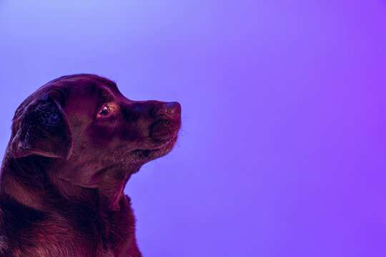 Profile view of beautiful chocolate color labrador, purebred dog posing isolated on purple background in neon light. Concept of animal, beauty, vet