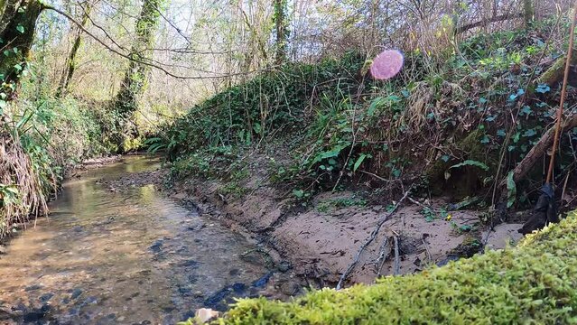 Petit ruisseau secret perdu en pleine for&ecirc;t. Ruisseau avec v&eacute;g&eacute;tation &eacute;paisse sur son bord.
