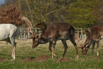 some fallow deer in a field