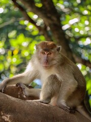 brown monkey sitting on a branch